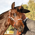 Halter & Showmanship